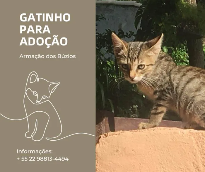 Gato ra a  idade 2 a 6 meses nome Tigrinho