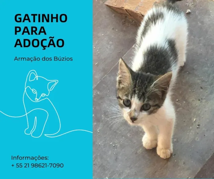 Gato ra a  idade 2 a 6 meses nome Tigrinho