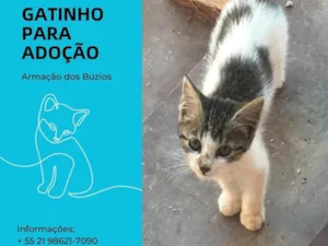 Gato raça  idade 2 a 6 meses nome Gal