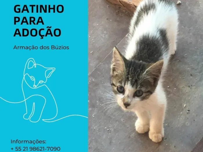 Gato ra a  idade 2 a 6 meses nome Gal