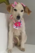 Cachorro raça SRD-ViraLata idade 2 a 6 meses nome KIRA