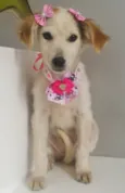 Cachorro raça SRD-ViraLata idade 2 a 6 meses nome KIRA