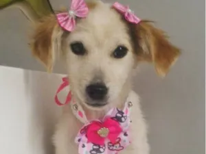 Cachorro raça SRD-ViraLata idade 2 a 6 meses nome KIRA