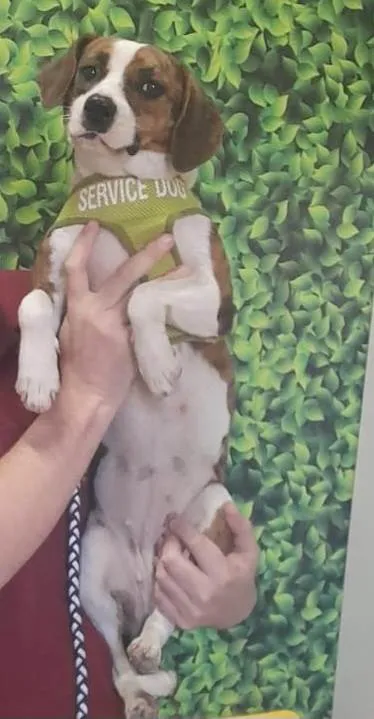 Cachorro raça Srd idade 7 a 11 meses nome STELLA