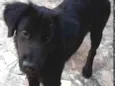Cachorro raça SRD-ViraLata idade 7 a 11 meses nome Tampico