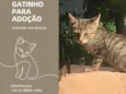 Tigrinho