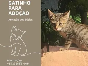 Gato raça  idade 2 a 6 meses nome Tigrinho