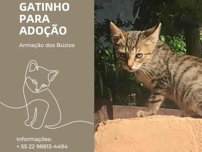 Gato ra a  idade 2 a 6 meses nome Tigrinho