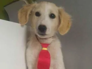 Cachorro raça SRD-ViraLata idade 7 a 11 meses nome JOHNNY
