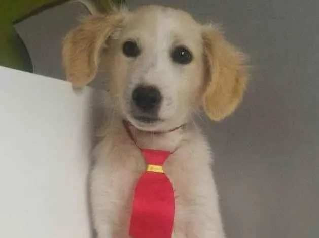 Cachorro raça SRD-ViraLata idade 7 a 11 meses nome JOHNNY