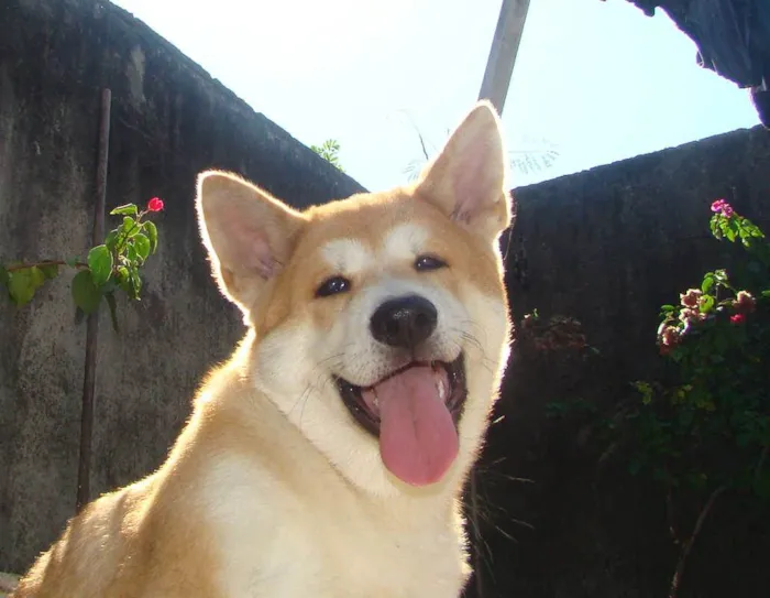 Cachorro ra a AKITA idade 2 a 6 meses nome CHIQUINHO