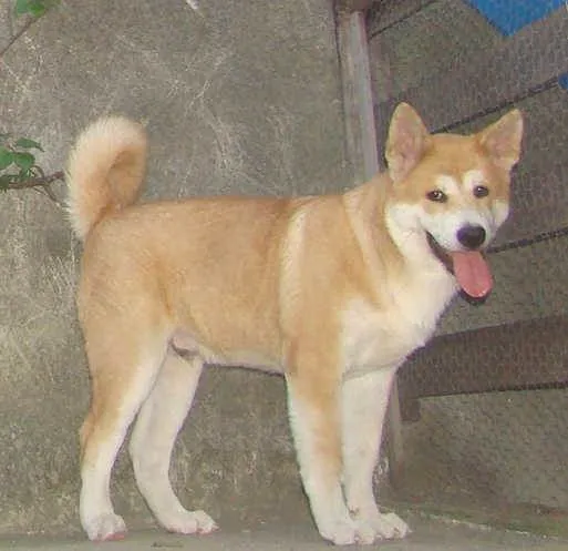 Cachorro ra a AKITA idade 2 a 6 meses nome CHIQUINHO