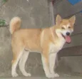CHIQUINHO