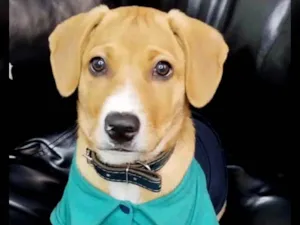 Cachorro raça SRD idade 7 a 11 meses nome BOB
