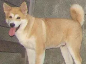 Cachorro raça AKITA idade 2 a 6 meses nome CHIQUINHO