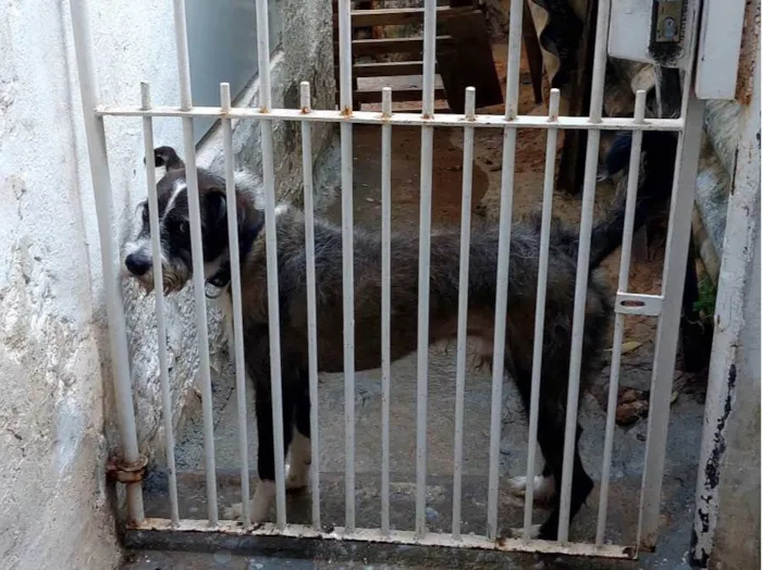 Cachorro ra a SRD-ViraLata idade 4 anos nome Sheik 