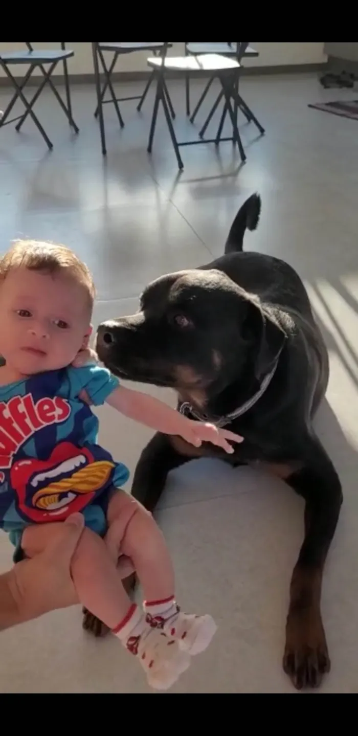 Cachorro ra a Rottweiler idade 3 anos nome Bauer