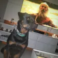 Bauer
