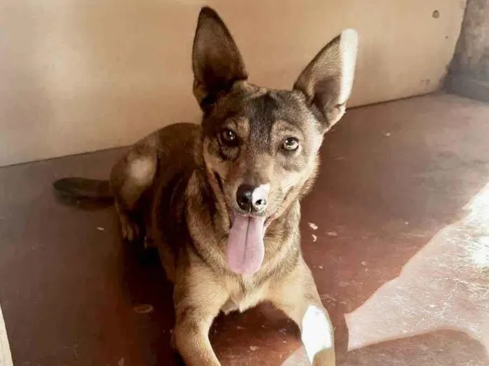 Cachorro raça Srd idade 1 ano nome Nena