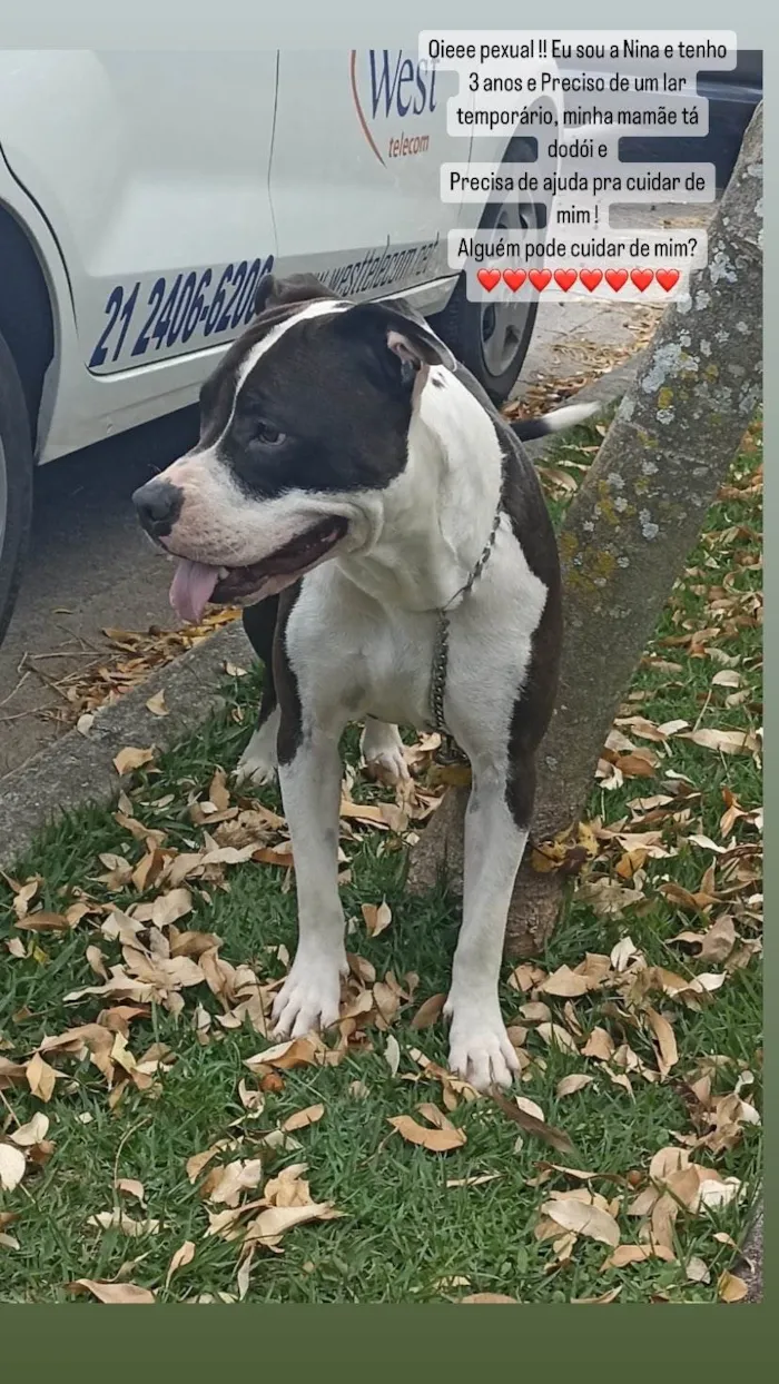 Cachorro ra a Pit-Bull idade 3 anos nome Kyra e Nina