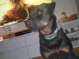 Bauer