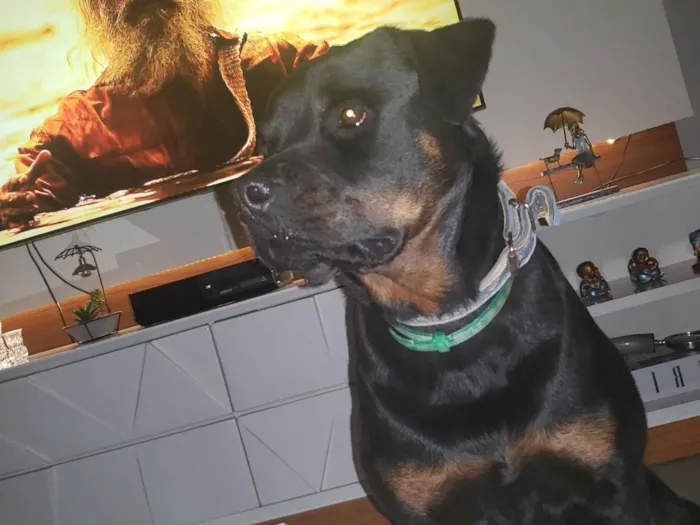 Cachorro ra a Rottweiler idade 3 anos nome Bauer