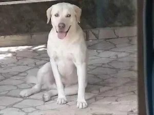 Cachorro raça Labrador  idade 6 ou mais anos nome Ted
