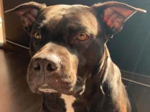 Cachorro raça Pit-Bull idade 3 anos nome Kyra e Nina