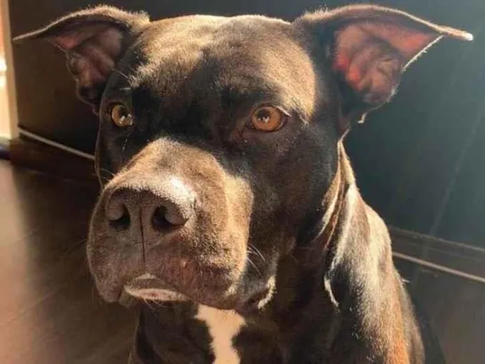 Cachorro ra a Pit-Bull idade 3 anos nome Kyra e Nina