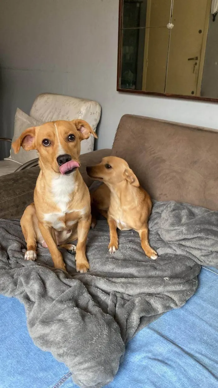 Cachorro raça Srd idade 1 ano nome Pix