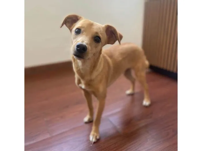 Cachorro raça Srd idade 1 ano nome Pix