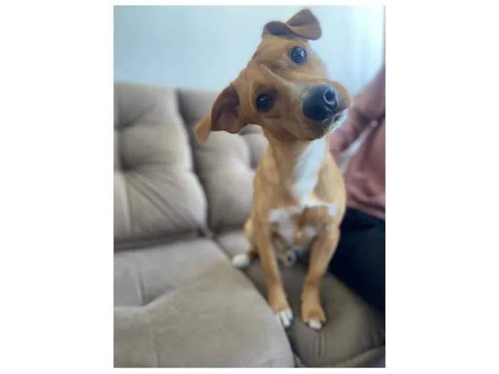 Cachorro raça SRD-ViraLata idade 1 ano nome Tag