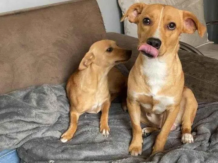 Cachorro raça SRD-ViraLata idade 1 ano nome Tag