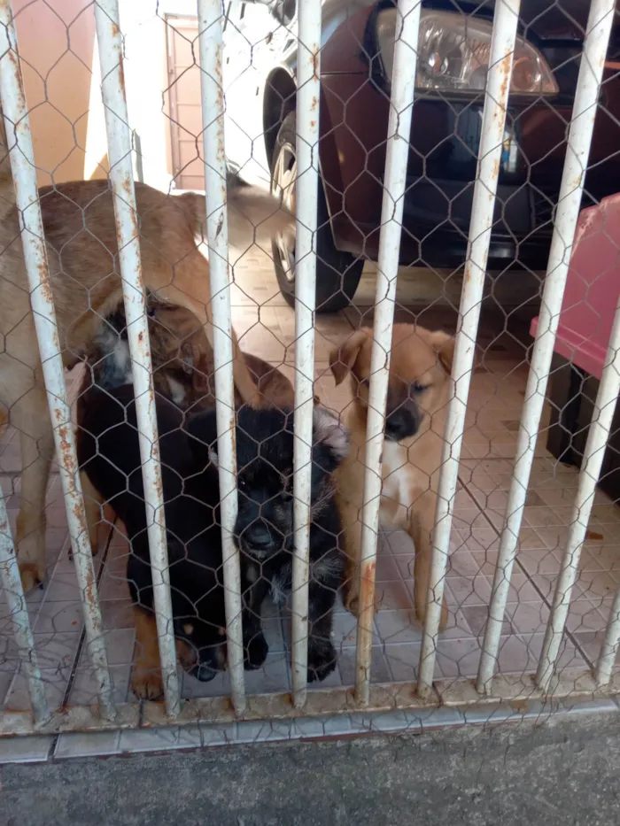 Cachorro ra a Vira lata idade Abaixo de 2 meses nome Não tem