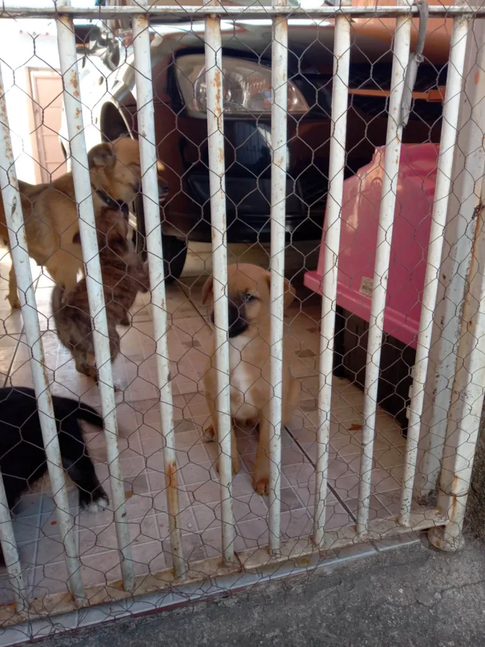 Cachorro ra a Vira lata idade Abaixo de 2 meses nome Não tem