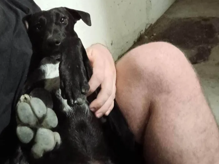 Cachorro ra a SRD-ViraLata idade 1 ano nome Oreo