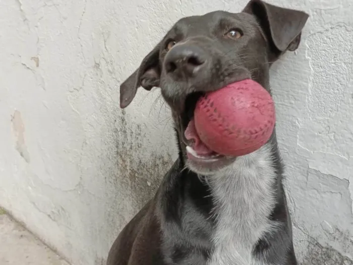 Cachorro ra a SRD-ViraLata idade 1 ano nome Oreo