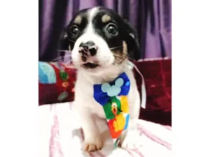 Cachorro raça SRD-ViraLata idade Abaixo de 2 meses nome Filhotes 50 dias