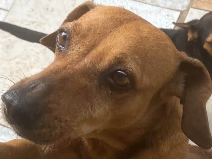 Cachorro ra a SRD-ViraLata idade 6 ou mais anos nome Luna