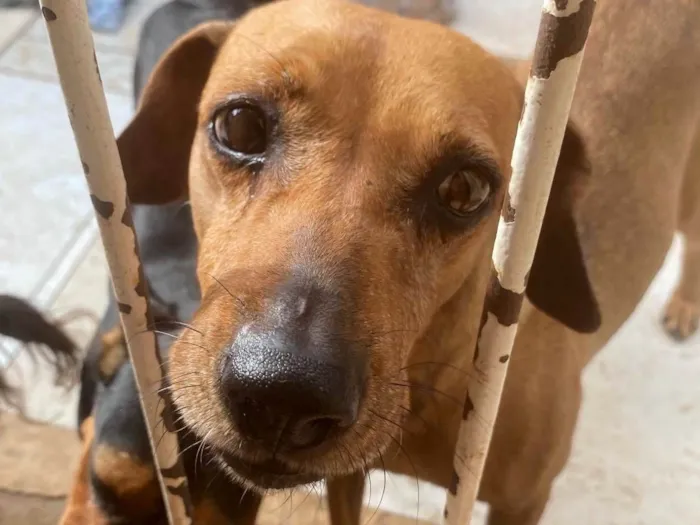 Cachorro ra a SRD-ViraLata idade 6 ou mais anos nome Luna