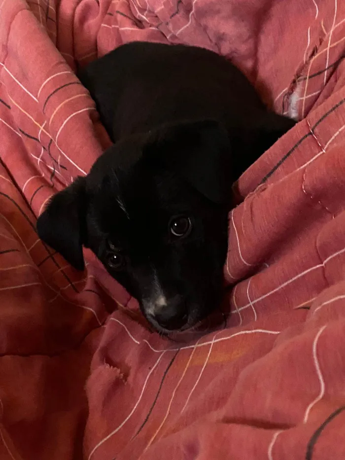 Cachorro ra a SRD-ViraLata idade Abaixo de 2 meses nome Zoe