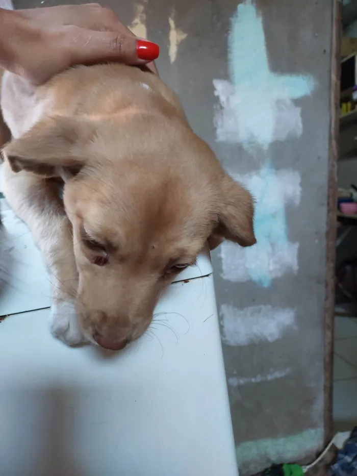 Cachorro ra a Sem raça  idade 2 a 6 meses nome Sem nome 