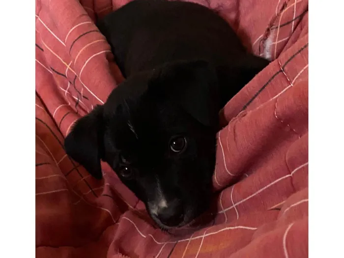 Cachorro ra a SRD-ViraLata idade Abaixo de 2 meses nome Zoe