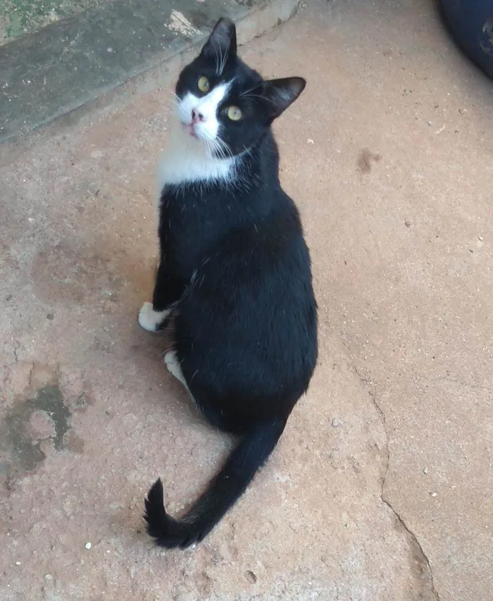 Gato ra a Frajolinha  idade 7 a 11 meses nome Gugu