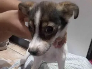 Cachorro raça SRD-ViraLata idade 7 a 11 meses nome Kiara