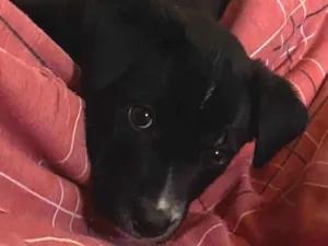 Cachorro raça SRD-ViraLata idade Abaixo de 2 meses nome Zoe