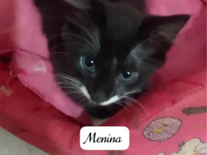 Gato raça Srd idade 2 a 6 meses nome Menina
