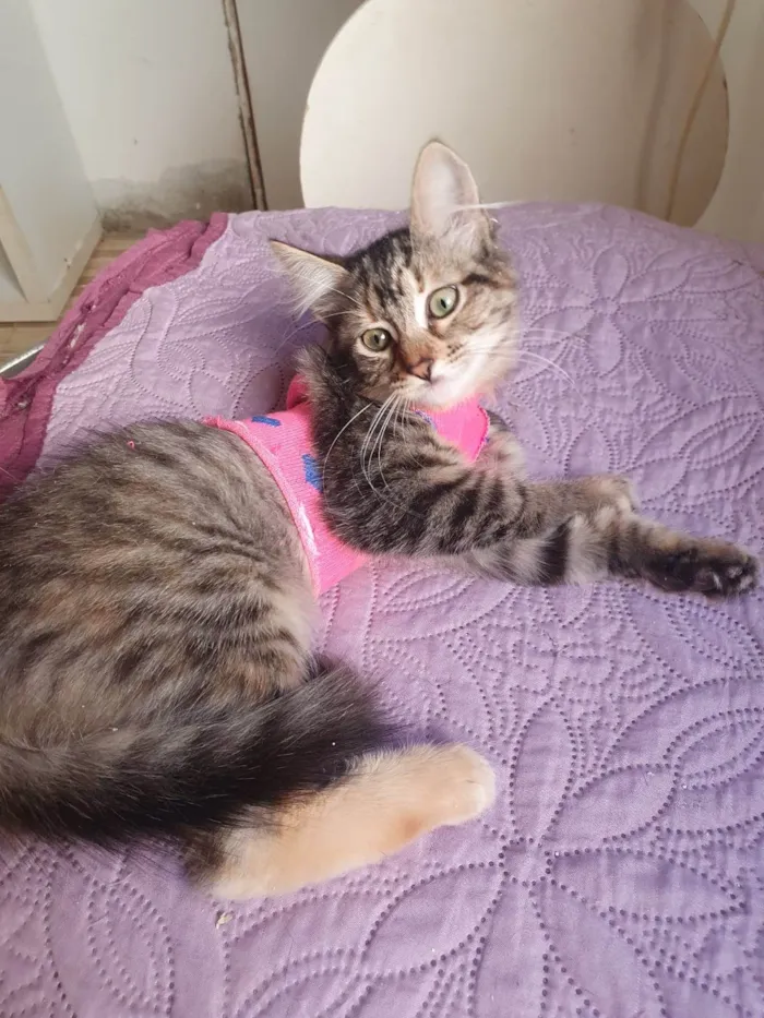 Gato ra a Srd idade 2 a 6 meses nome Barbie