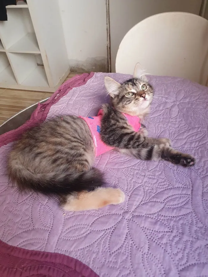 Gato ra a Srd idade 2 a 6 meses nome Barbie