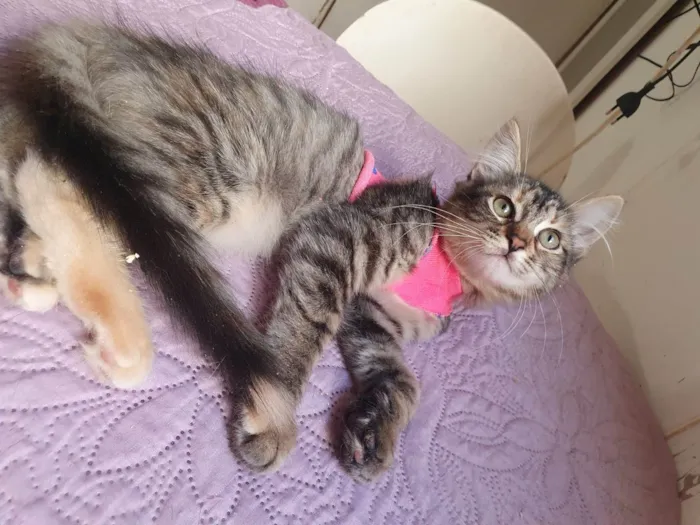 Gato ra a Srd idade 2 a 6 meses nome Barbie